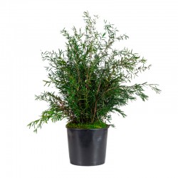 PLANTA LEPTO