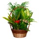 CESTA DE PLANTAS CARIBE