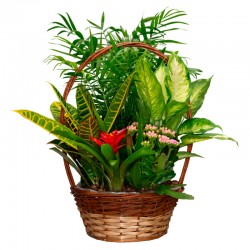 CESTA DE PLANTAS CARIBE