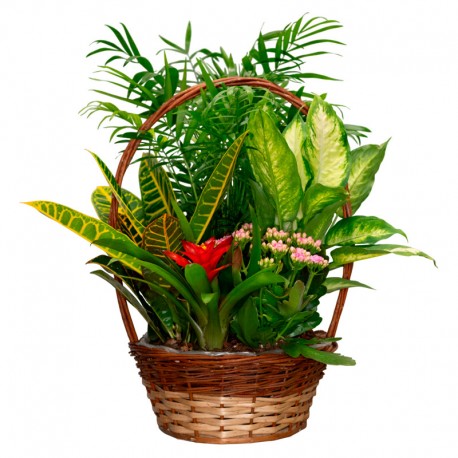 CESTA DE PLANTAS CARIBE