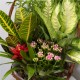 CESTA DE PLANTAS CARIBE