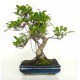 Bonsái ficus Retusa (F145)