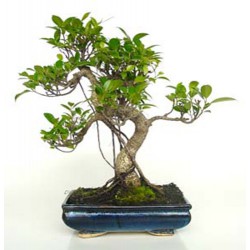 Bonsái ficus Retusa (F145)