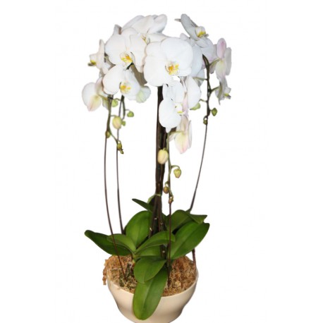 Centro de orquídeas (F130)