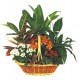 Cesta de plantas Caribe (F151)