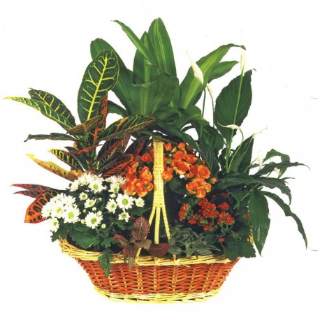 Cesta de plantas Caribe (F151)