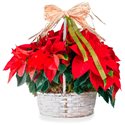 Flores de Pascua y Centros